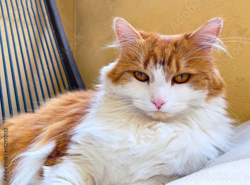 Cuadro en lienzo Beautiful ginger white cat  looking at camera outdoor, close up portrait