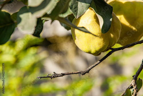 Obraz na płótnie Ripe quince on a tree branch on a sunny day. Garden harvest. w salonie