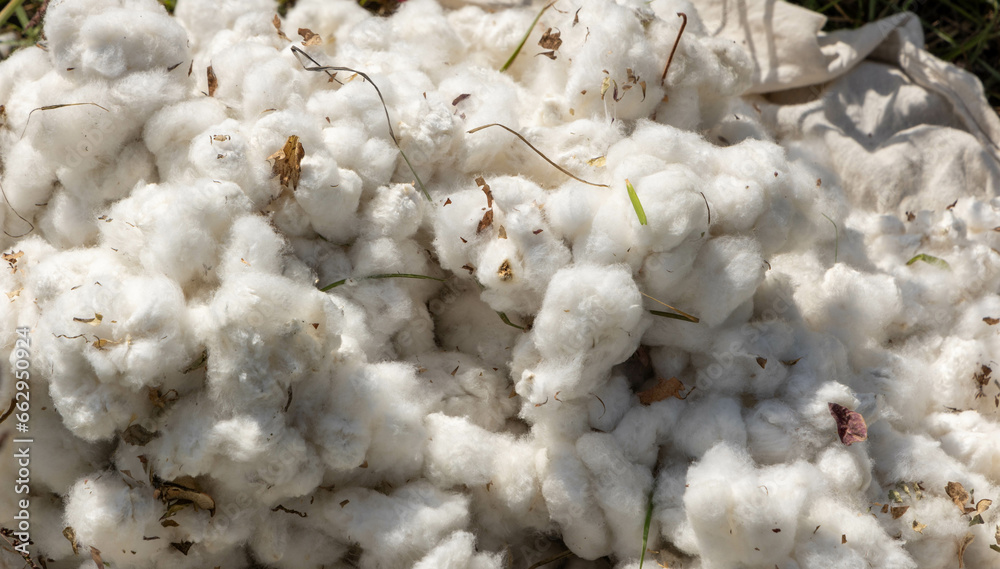 Usbekistan: Baumwollernte - Baumwolle nach der Ernte (Close up)