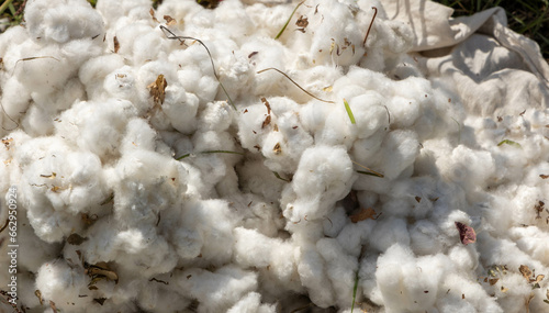 Usbekistan: Baumwollernte - Baumwolle nach der Ernte (Close up) photo