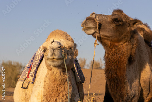 Usbekistan: Kamele in der Kyzylkum Wüste - Close Up