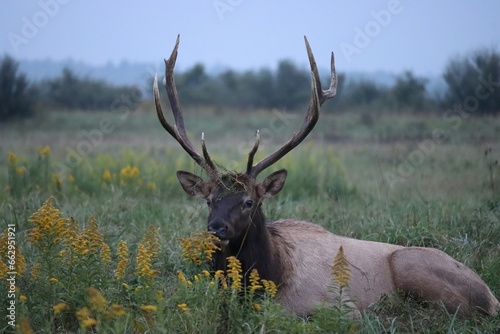 Rocky Mountain Elk Bull Antlers Rut Fall Autumn 