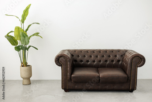 Classic quilted leather brown sofa and large houseplant strelitzia in pot at spacious room with white empty wall and concrete floor. Modern minimalist living room or studio interior in retro style.
