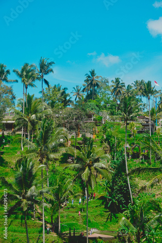 Wallpaper Mural tropical forest Torontodigital.ca