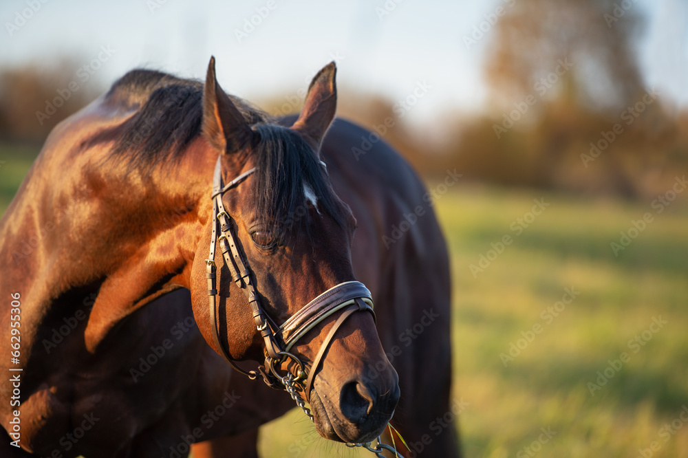 Obraz premium portrait of beautiful bay sportive stallion in nice brown bridle posing in field at evening. close up