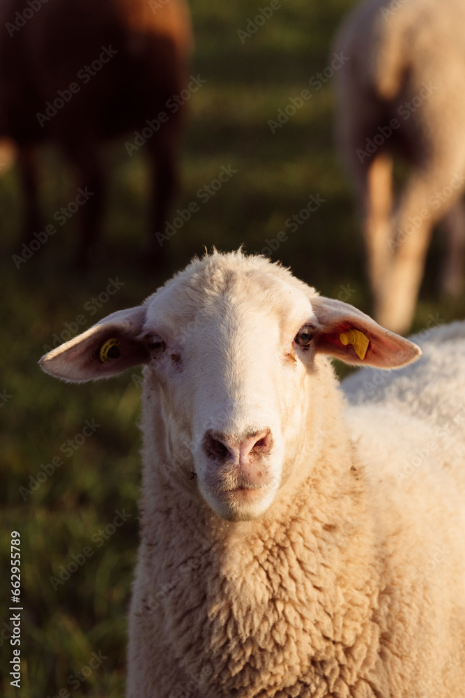 sheep close up shot facing directly to you standing on field in flock of sheep sheep close up shot facing directly to you standing on field in flock of sheep
