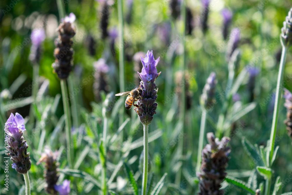 Bee on a lavender flower Bee on a lavender flower