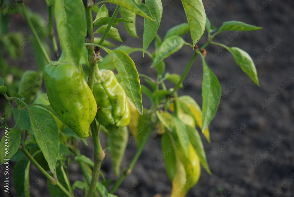 Sweet green peppers in the garden. Vitamins in fresh vegetables. Sweet green peppers in the garden. Vitamins in fresh vegetables.