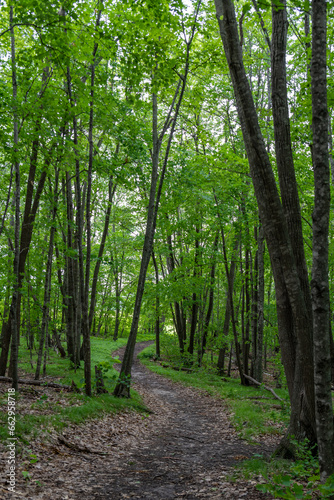 Hiking path in Maplewood State Park in the summer near Pelican Rapids, Minnesota. 