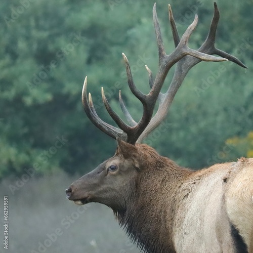 Rocky Mountain Elk Bull Antlers Rut Fall Autumn 