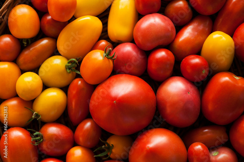many ripe colored tomatoes on the table © Григорий Юник