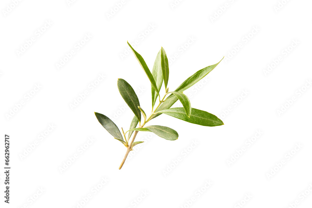 Fototapeta premium Olive tree branch isolated on white background.