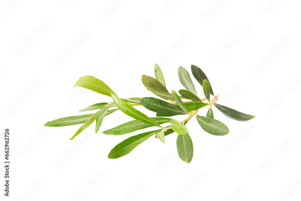 Olive tree branch isolated on white background. Olive tree branch isolated on white background.