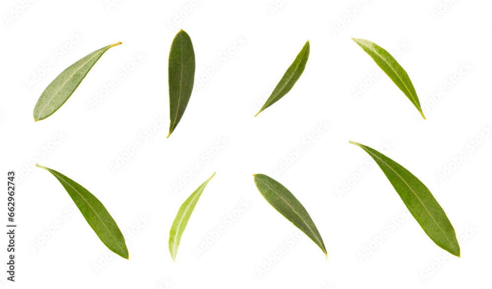 Olive tree branch isolated on white background.