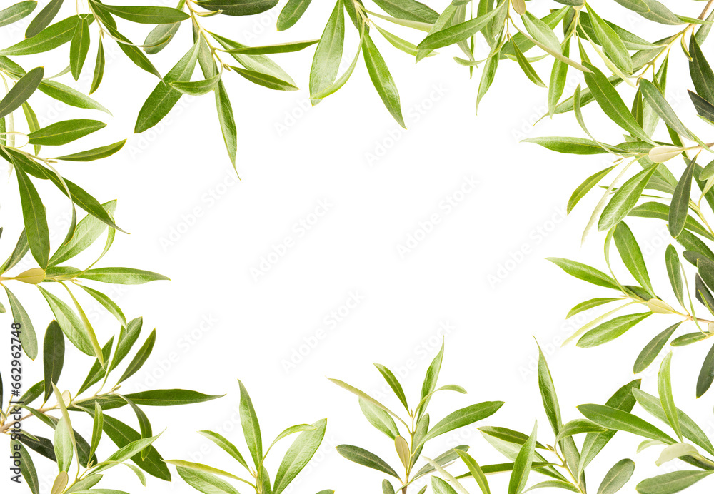 Olive tree branch isolated on white background.