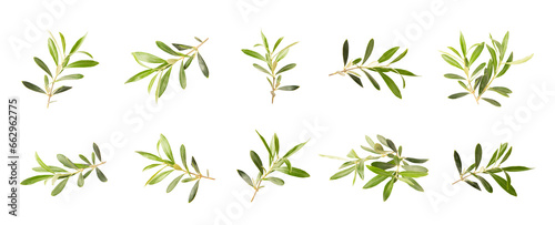 Olive tree branch isolated on white background.