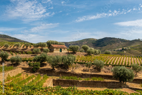 kamienny budynek stojący na wzgórz pomiędzy rosnącymi krzewami winorośli