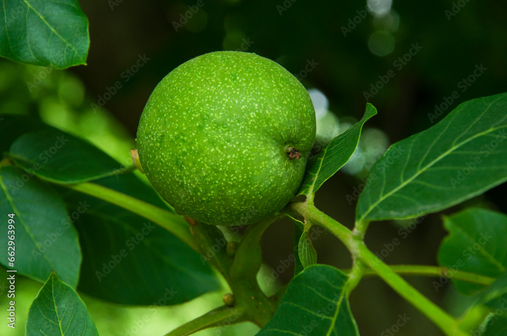 green walnut on a branch in the garden
