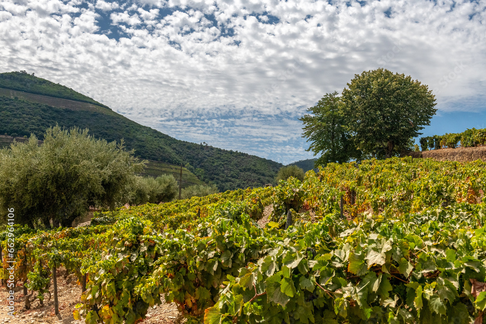 winorośl porastająca górzyste tereny na południu Portugalii - obrazy, fototapety, plakaty 