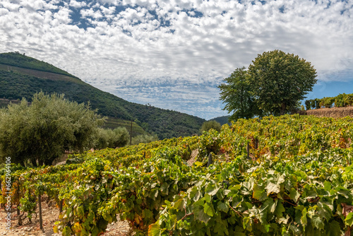 winorośl porastająca górzyste tereny na południu Portugalii