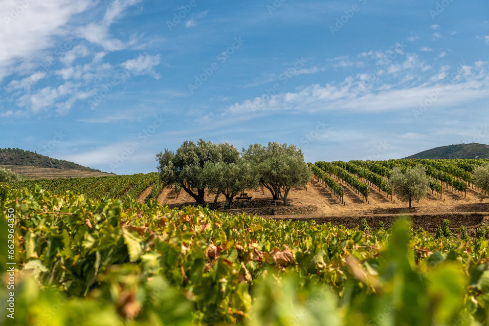 drzewa oliwne rosnące post∂ó winorośli w pięknej winnicy na południu Portugalii - obrazy, fototapety, plakaty 