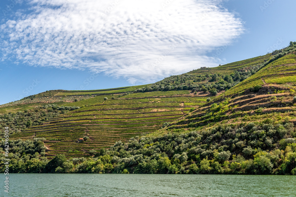rzeka Duoro płynąca dolina pomiędzy winnicami, Portugalia - obrazy, fototapety, plakaty 