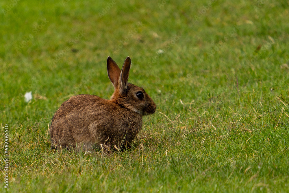 Fototapeta premium Bunny in a park in Invergordon