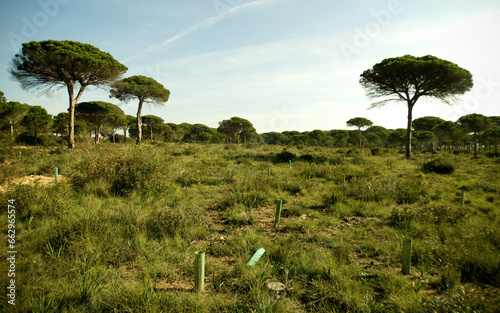 General view of a pine forest in reforestation photo