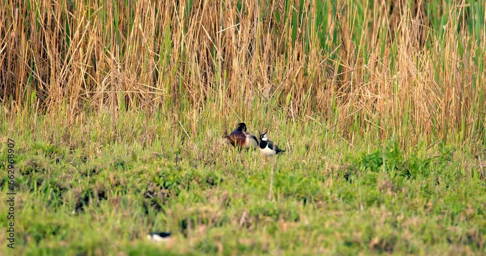 Mallard and Northern lapwing they clean their feathers Mallard and Northern lapwing they clean their feathers