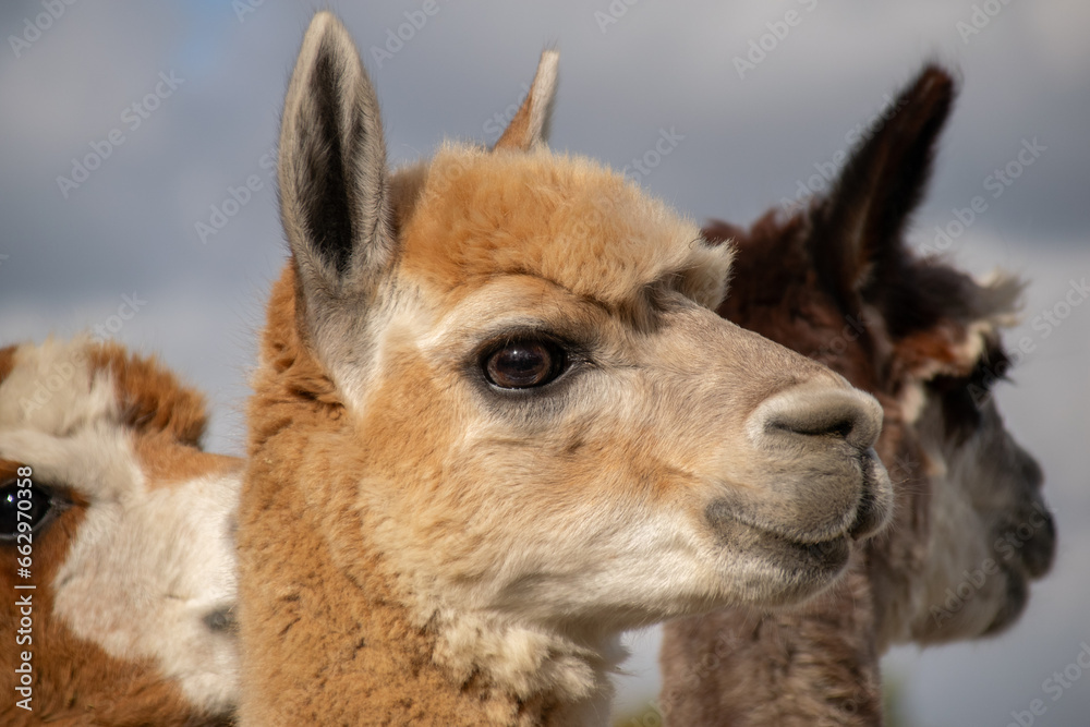 Obraz premium Alpaca (Male) (Lama pacos)