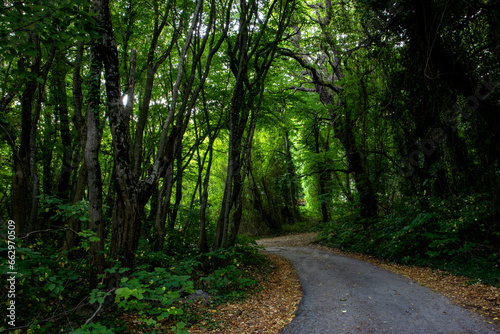 path in the forest