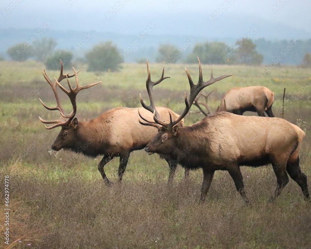 Elk Bull Rut Fight Clash Battle Antlers Collide Elk Bull Rut Fight Clash Battle Antlers Collide