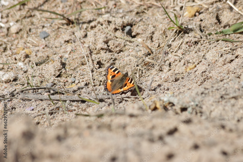 Small tortoiseshell (Aglais urticae) butterfly on the ground Small tortoiseshell (Aglais urticae) butterfly on the ground