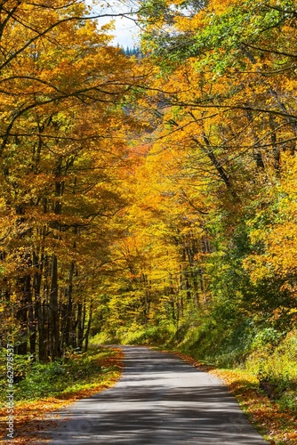 Vertical shot of a picturesque road through a lush autumn forest in the Appalachian Mountains