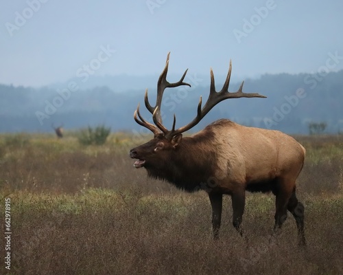 Majestic Haunting Elk Bugle Rut Antlers Rocky Mountain Bull © 1wildlifer