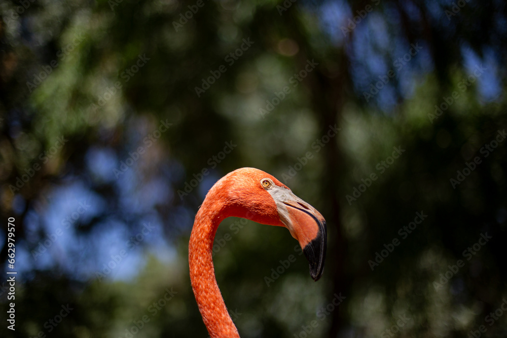Fototapeta premium a pink flamingo in profile