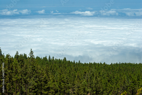 A great forest ends next to a sea of clouds