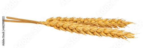 Wheat ears isolated on white or transparent background. Spikes of wheat with grains