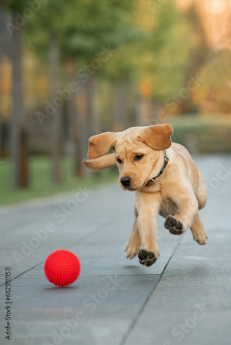 A Labrador puppy chases a ball in the park