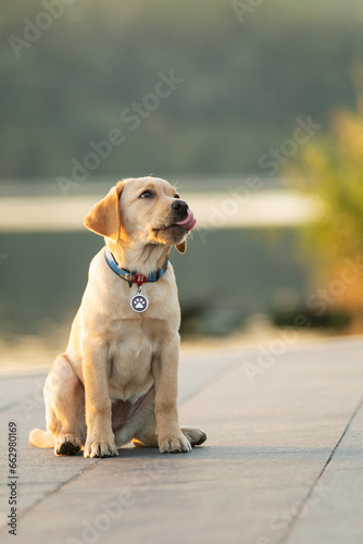 Cute labrador puppy poses at sunrise