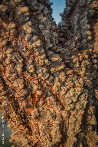 Details of big tree trunk