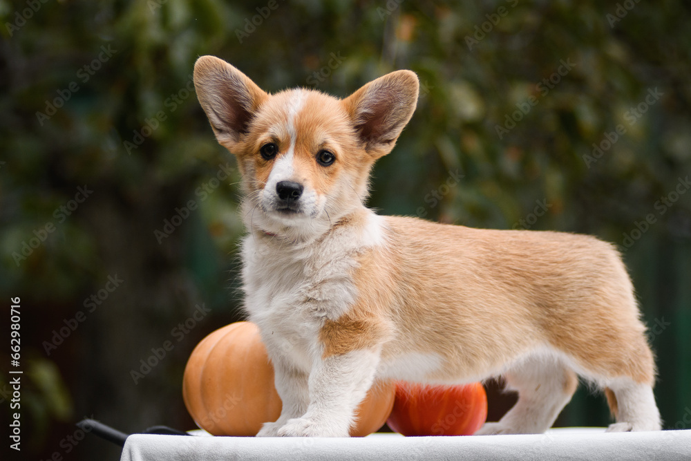Portrait of a Welsh corgi puppy on a green background with pumpkins