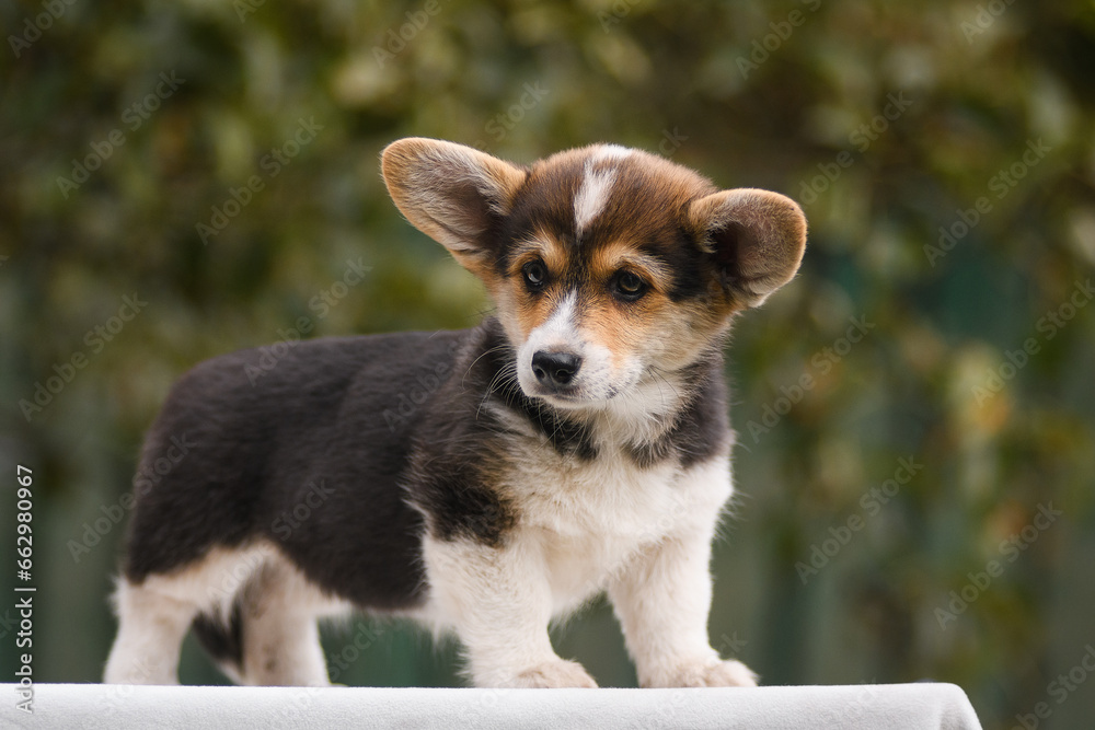 Portrait of a Welsh corgi puppy on a green background with pumpkins Portrait of a Welsh corgi puppy on a green background with pumpkins