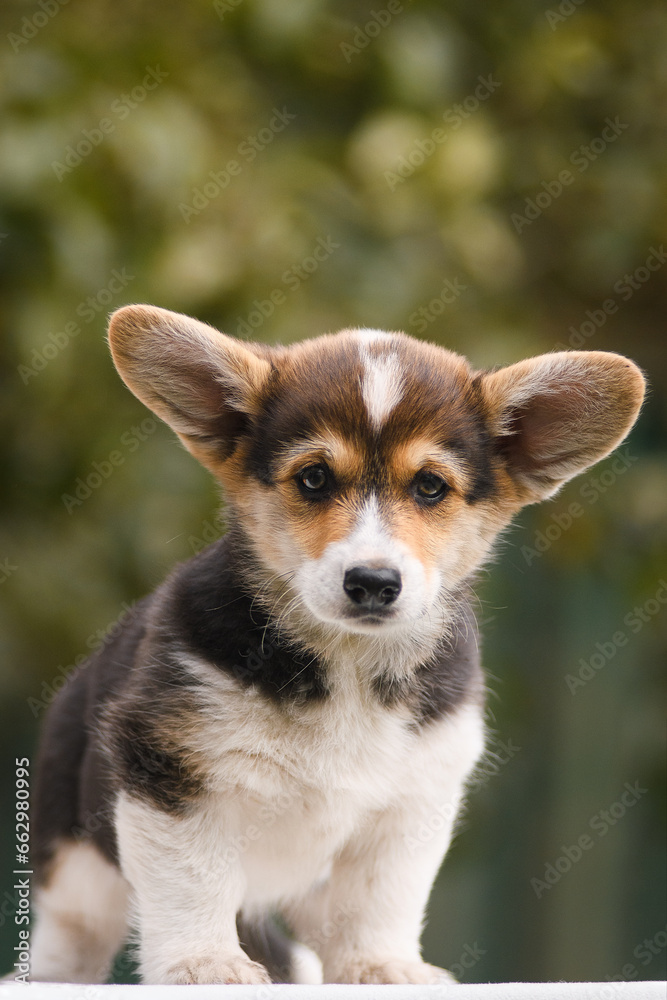Obraz premium Portrait of a Welsh corgi puppy on a green background with pumpkins