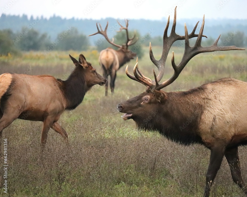 Fototapeta premium Gorgeous Elk Bull Powerful Haunting Bugle During Rut l 