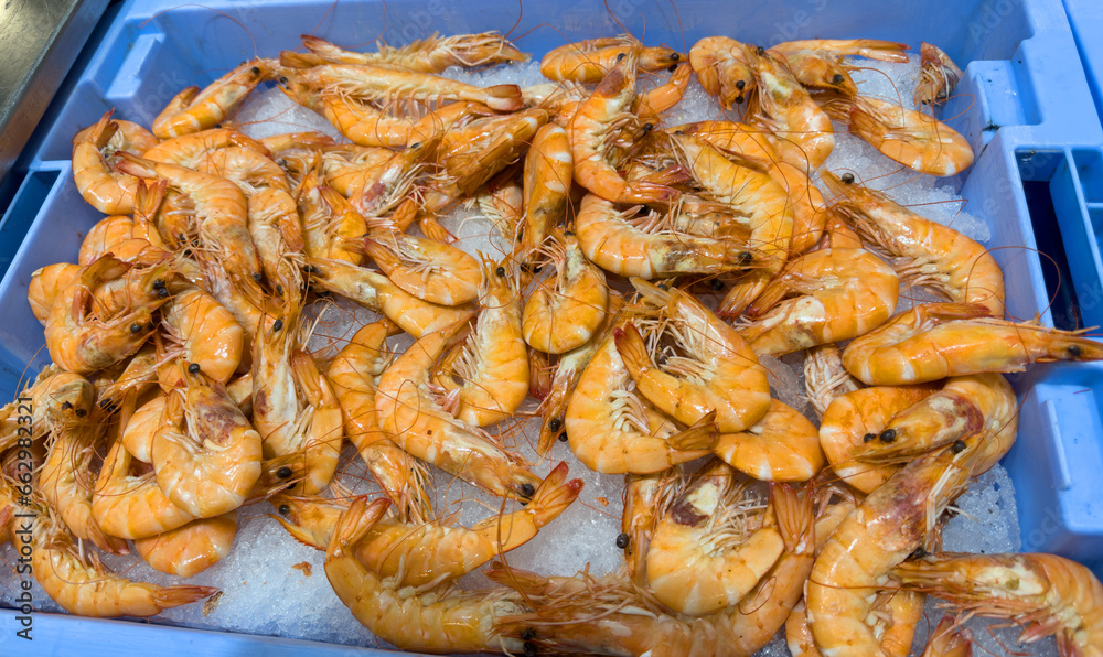 Shrimps in ice in store. Frozen sea Shrimps in ice on counter in supermarket. Mediterranean seafood. Uncooked seafood. Shrimps fresh fish from Mediterranean Sea. Shrimps in ice in store. Frozen sea Shrimps in ice on counter in supermarket. Mediterranean seafood. Uncooked seafood. Shrimps fresh fish from Mediterranean Sea.