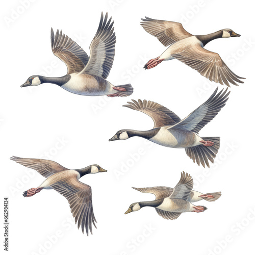Canadian geese, flock migrating, flying in air, isolated on white transparent background
