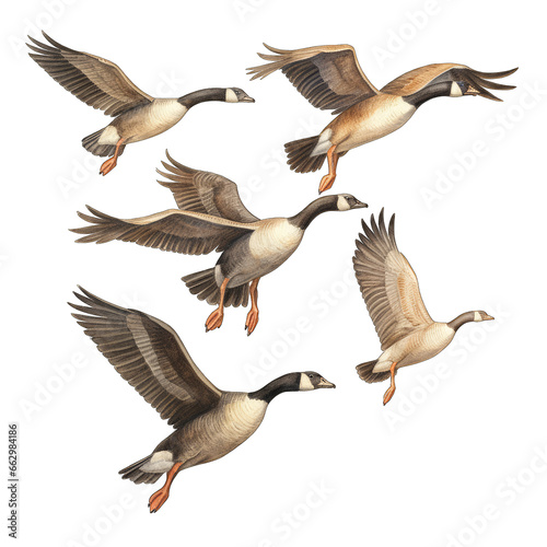 Canadian geese, flock migrating, flying in air, isolated on white transparent background photo