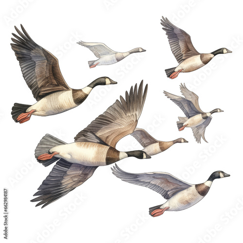 Canadian geese, flock migrating, flying in air, isolated on white transparent background © MelissaMN