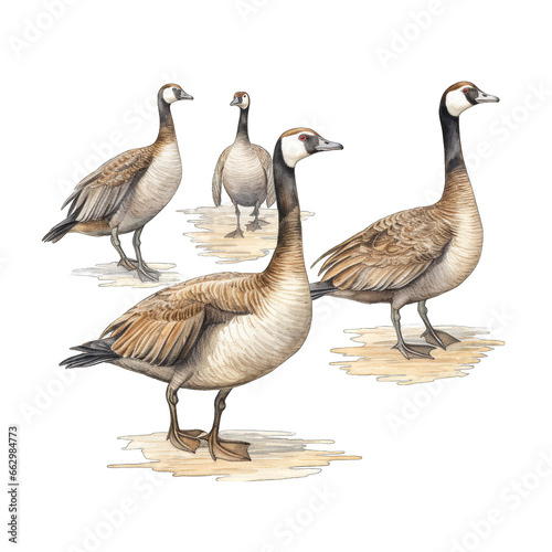 Group of Canadian geese, watercolor. Isolated on transparent background